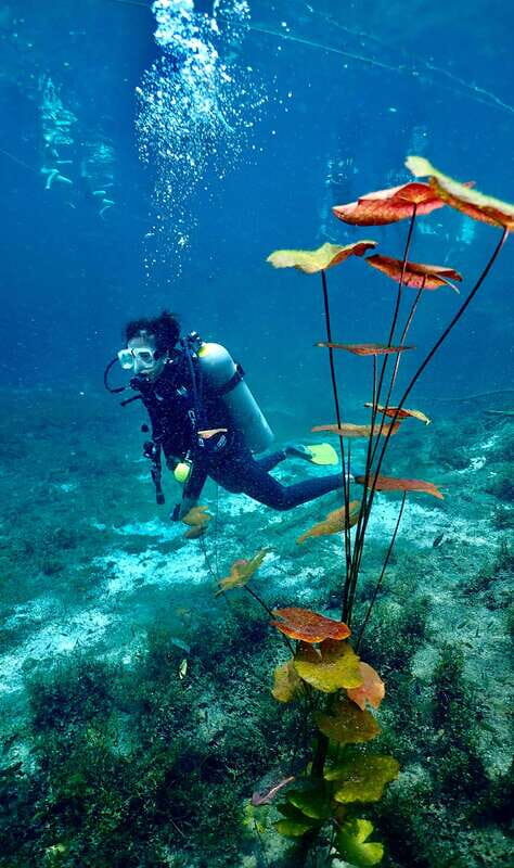 Tulum: 2 Tank Cenote Dive - The Itinerary in Detail