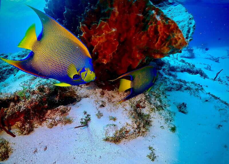 Tulum: 2 Tank Reef Diving - Key Points