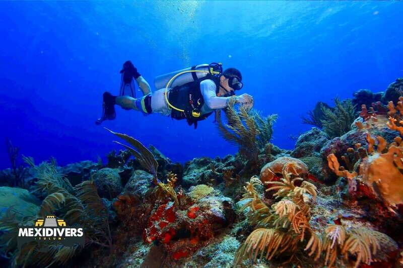 Tulum: 2 Tank Reef Diving - An Honest Look at the 2 Tank Reef Diving Experience