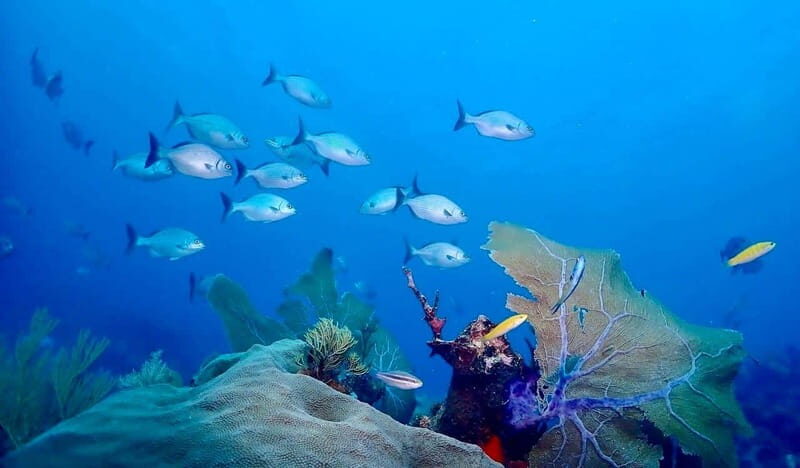 Tulum: 2 Tank Reef Diving - Final Thoughts