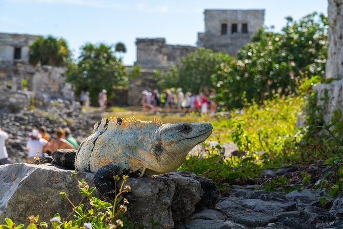 Tulum and Coba Ruins with a Cenote Experience - Key Points