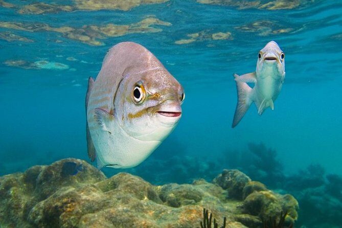 Tulum and Turtles Experience - The Sum Up