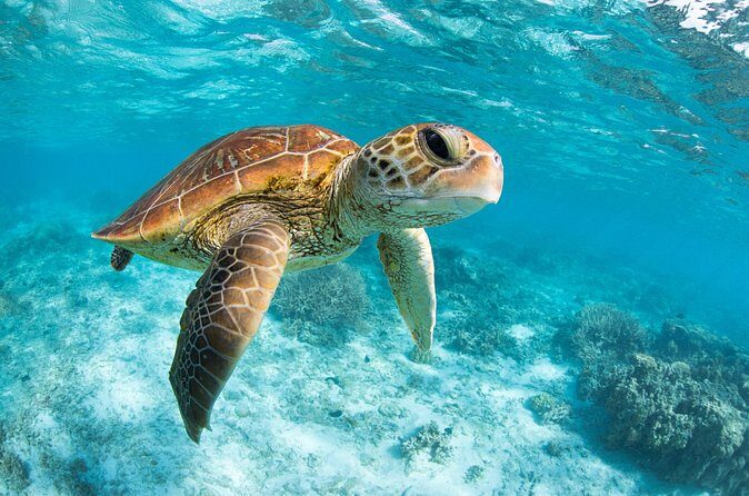 Tulum, Coba, Playa Del Carmen, And Cenote All Inclusive Tour - Transportation and Group Dynamics