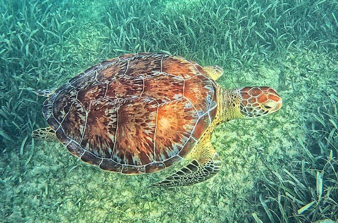 Tulum, Coba, Playa Del Carmen, And Cenote All Inclusive Tour - Closing Thoughts