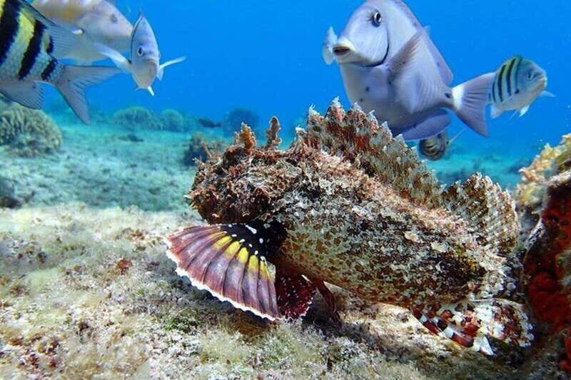 Tulum: Cozumel Cielo Snorkel Adventure from Cancun - Key Points