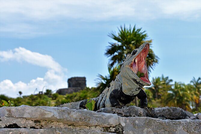 Tulum Guided Tour and Cenote Swim from Playa del Carmen - An In-Depth Look at the Tour