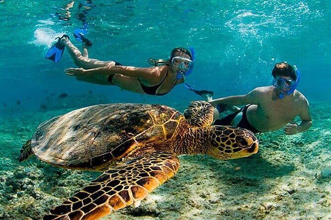 Tulum Mayan Ruins & Turtle Habitat Swim: Round Trip from Tulum City - Visiting Akumal: Turtle Sanctuary & Snorkeling