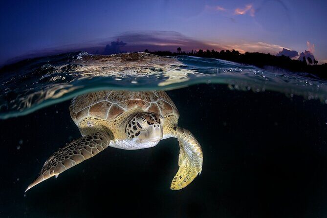 Tulum Mayan Ruins & Turtle Habitat Swim: Round Trip from Tulum City - FAQs