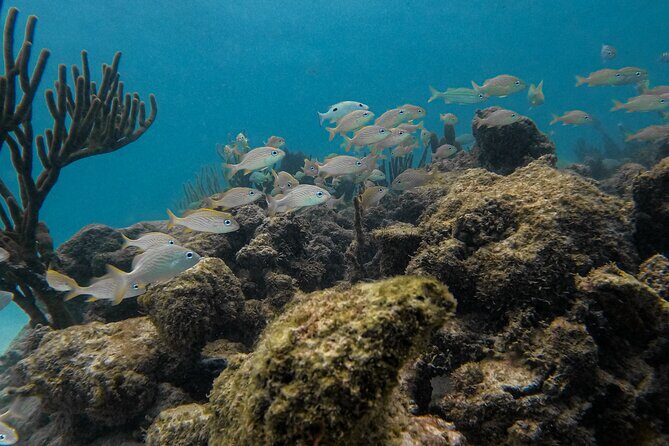 Tulum Mayan Ruins with Cenote and Yalku Lagoon Adventure - What Travelers Say