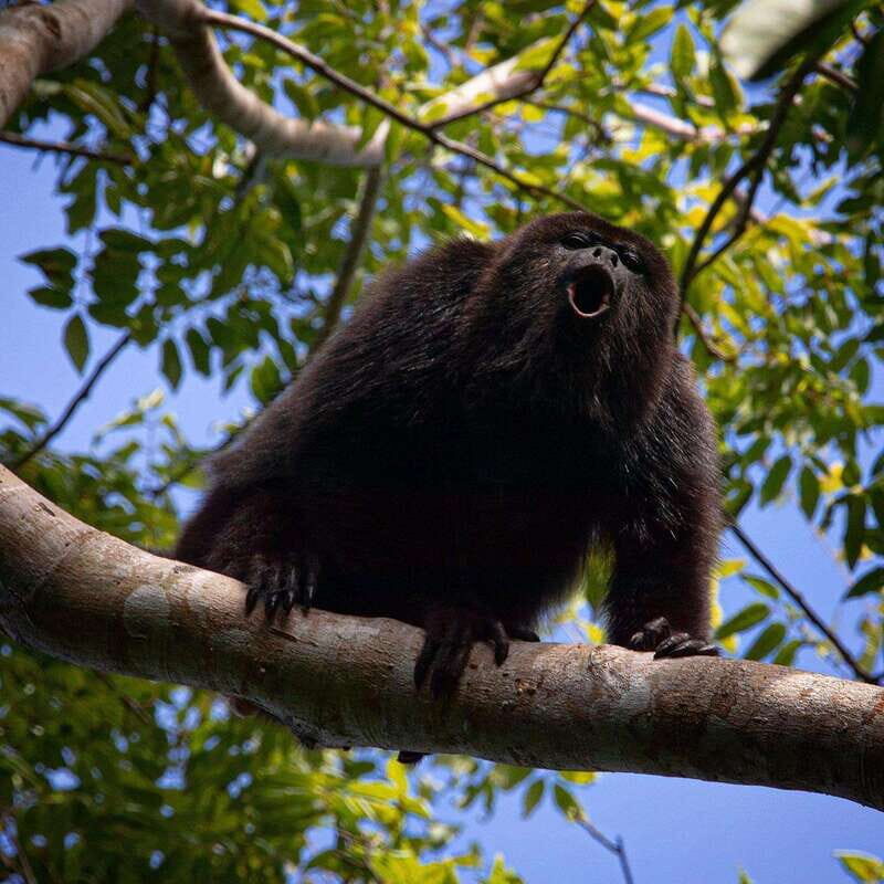 Tulum: Monkey Sanctuary Adventure - FAQs