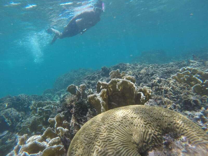 Tulum: Private Snorkel and Sailing Experience - Snorkeling at the Reef