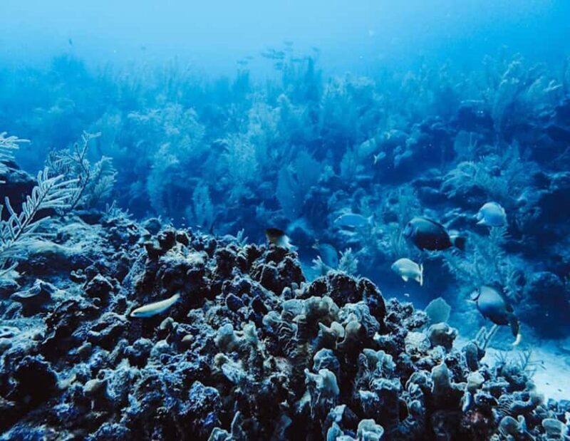 Tulum: Reef Snorkel Tour - What’s Included and What to Expect