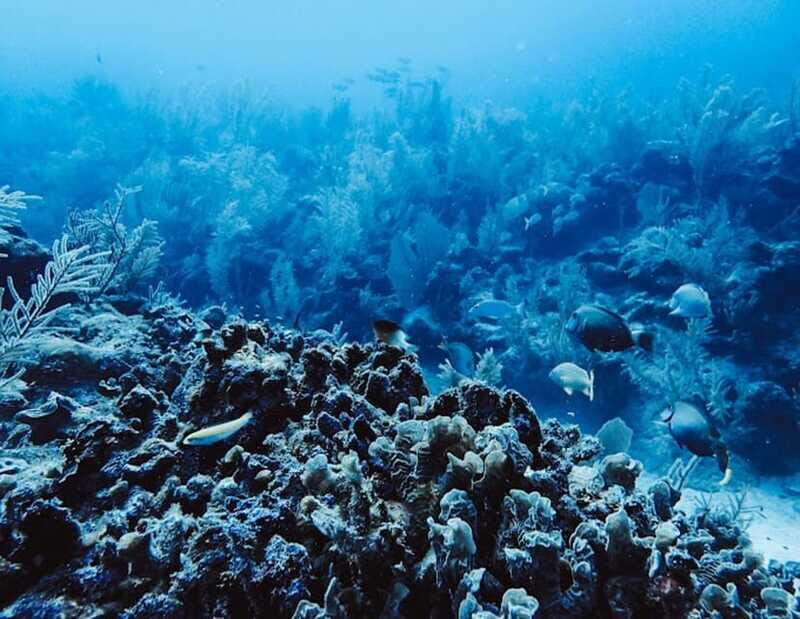 Tulum: Reef Snorkel Tour - Final Thoughts