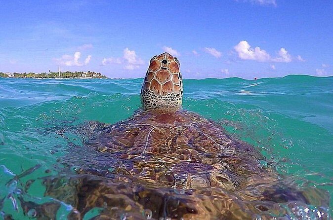 Tulum Ruinas and Tortugas Express - Who Should Consider This Tour?