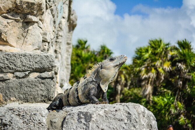 Tulum Ruins and Jaguar Park, Private Round Trip and Tickets - Final Thoughts