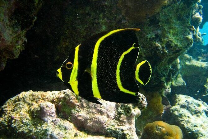 Tulum Ruins and Turtle Search at Akumal Plus Underground Cenote - An In-Depth Look at the Tour Experience