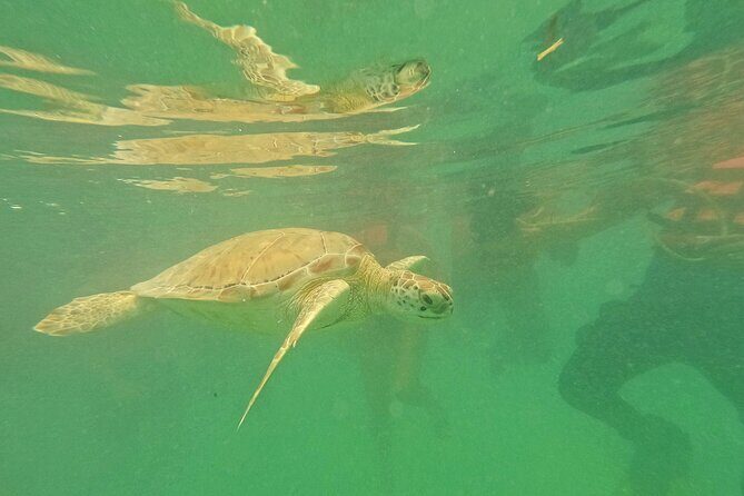 Tulum Ruins and Turtle Search at Akumal Plus Underground Cenote - FAQ