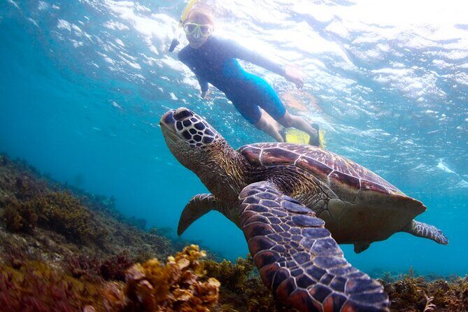 Tulum Ruins and Turtles Express - FAQs