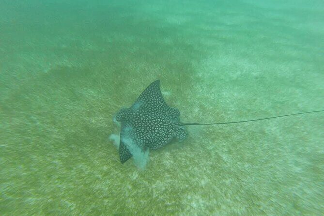 Tulum Ruins Snorkel with Sea Turtle and Cenotes Private Tour - Value for Money