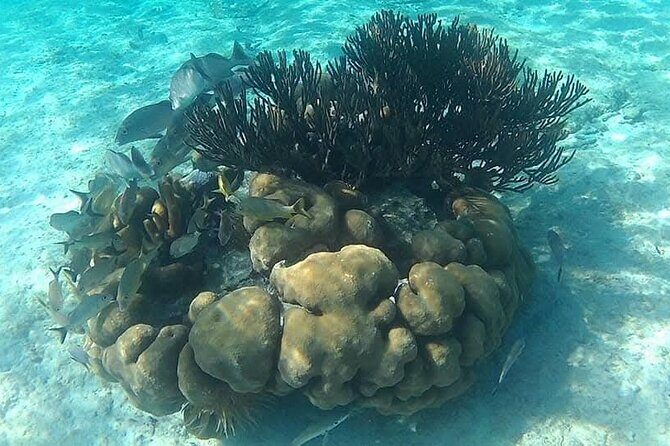 Tulum Ruins Snorkel with Sea Turtle and Cenotes Private Tour - Final Thoughts