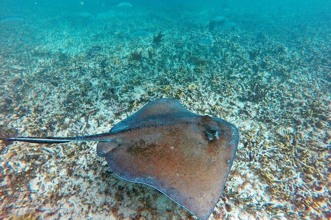 Tulum Ruins, Snorkeling with Turtles and Underground Caves - The Sum Up