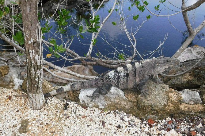 Tulum Ruins Tour (Private, Half Day) - What Travelers Say