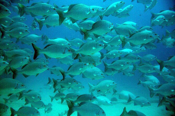 Tulum Ruins, Turtle Sighting and Underground Caves - Puerto Aventuras and Cenote Adventure