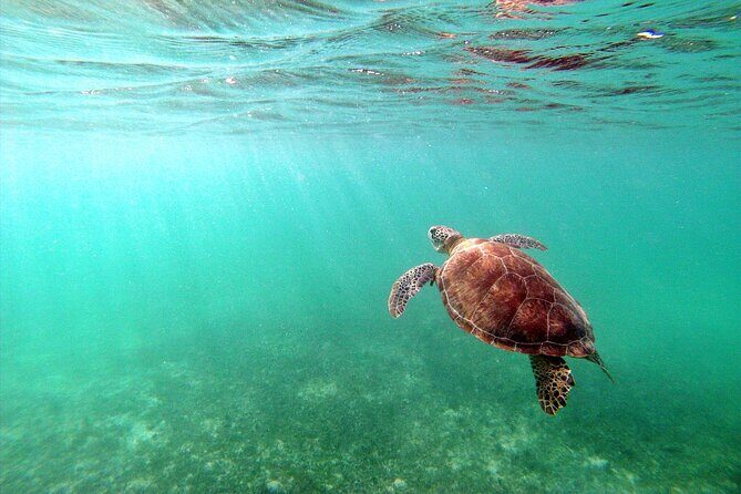 Tulum Ruins, Turtle Sighting and Underground Caves - The Experience and the Value