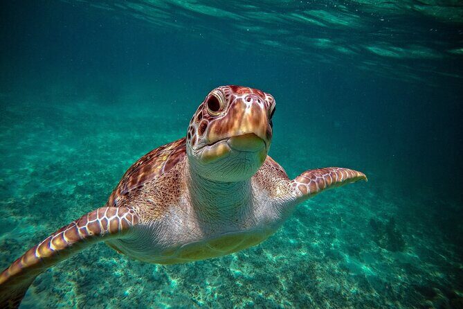 Tulum Ruins, Turtle Sightseeing & Cenote from Playa del Carmen - Final Thoughts