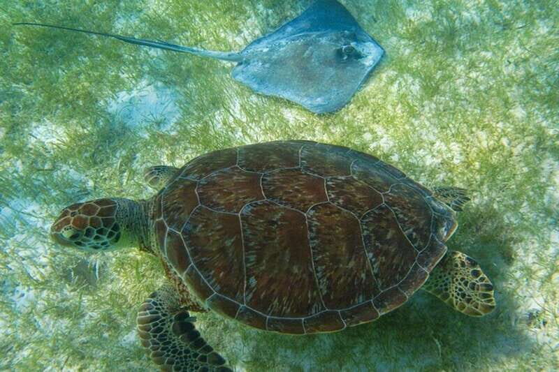 Tulum: Ruins, Turtles & Cenotes Adventure - Who Would Love This Tour?