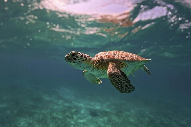 Tulum Ruins, Turtles in Akumal and Cenote tour - Practical Tips and Final Thoughts