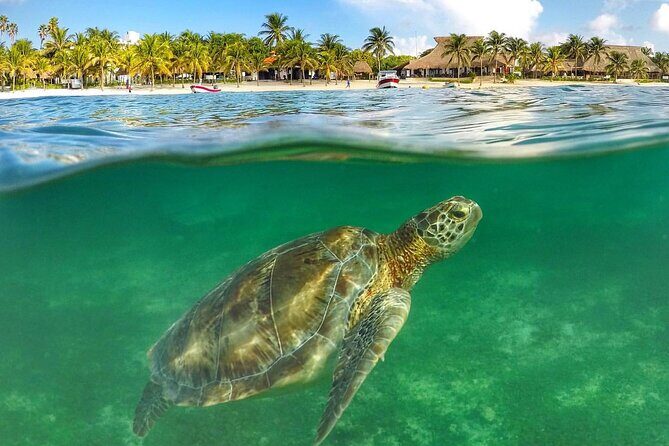 Tulum Ruins & Turtles Swim! Round Transportation From Cancun & Riviera Maya - Caveats and Considerations