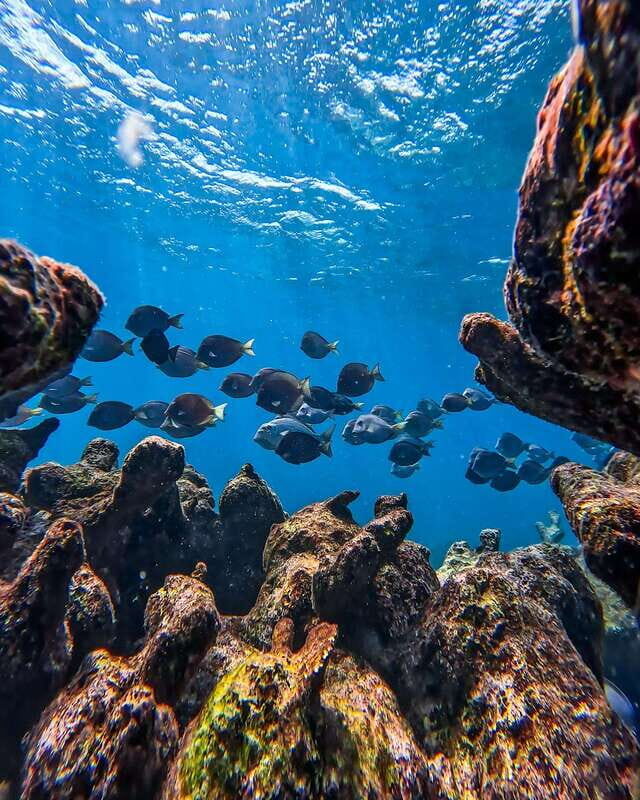 Tulum: Snorkeling at Paradise Reef - Key Points