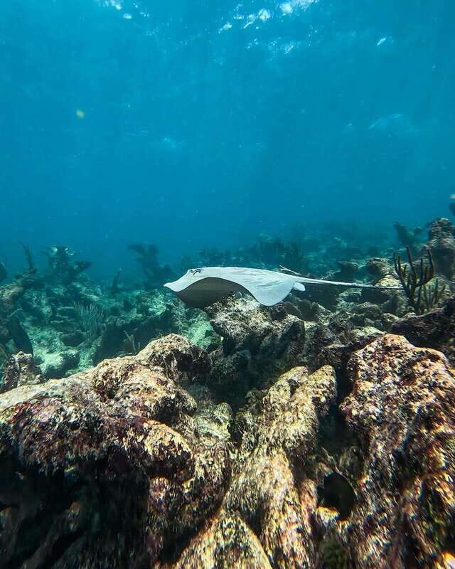 Tulum: Snorkeling at Paradise Reef - Price and Value