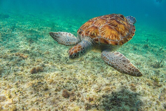 Tulum, Snorkeling with Sea Turtles, Cenote and Beachside Lunch - Frequently Asked Questions