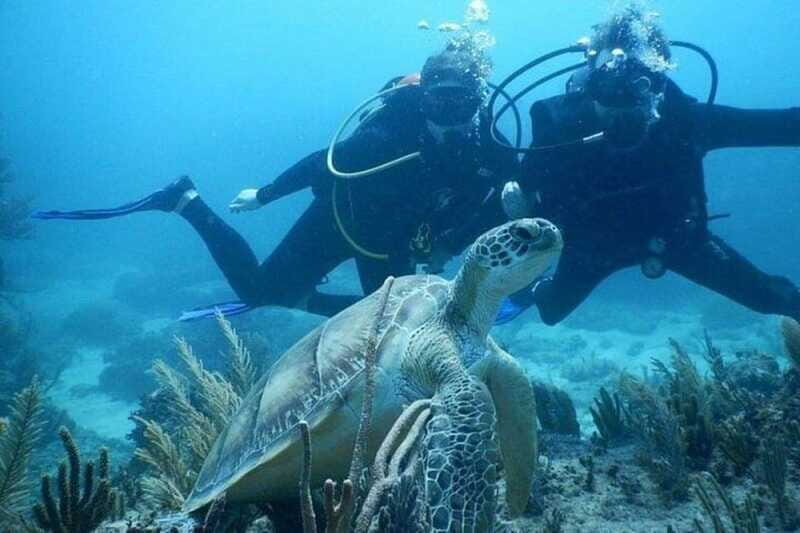 Tulum: Wonders of the Underwater World Discover Scuba Diving - Who Should Consider This Tour?
