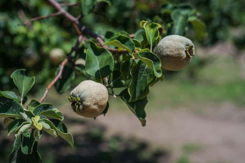 Tumacácori Mission Tour - The Practical Side: Logistics and Tips