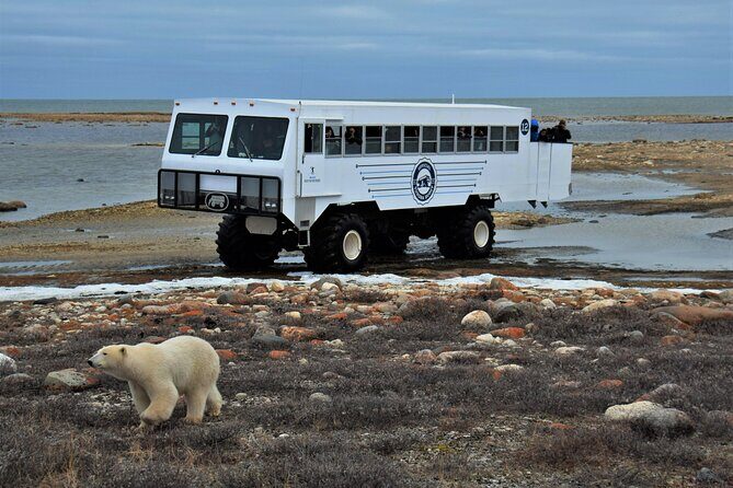 Tundra Buggy Autumn Day Tours - The Pros and Cons of This Tour