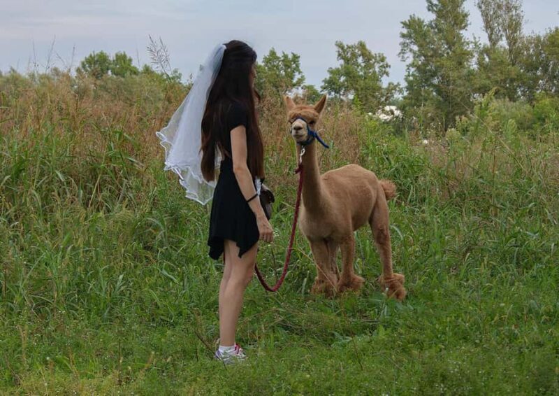 Turin: Walk with Monviso Alpacas in a green city park - Who Should Consider This Tour?