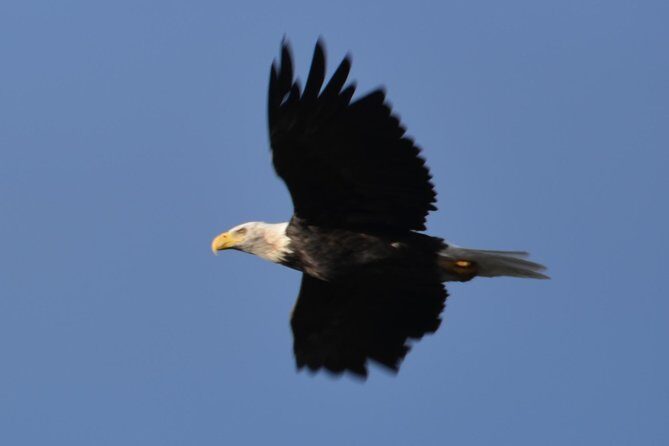 Turnagain Arm and Portage Valley Private Tour - Detailed Breakdown of the Tour