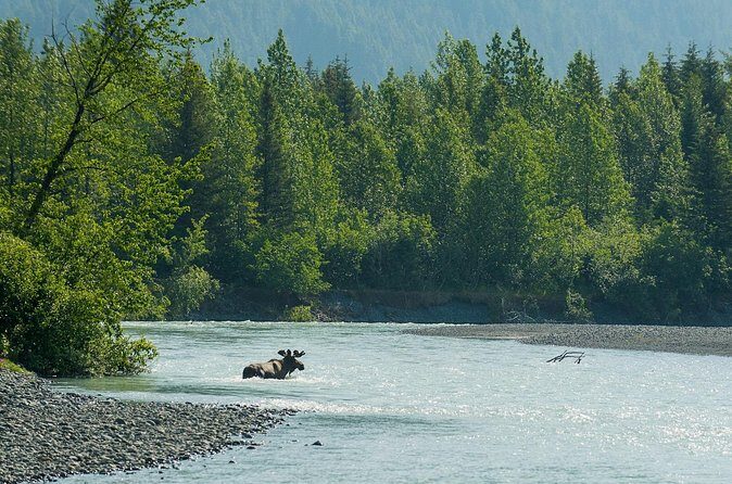 Turnagain Arm Highlights Photo Tour - Weather and Wildlife: What Should You Expect?