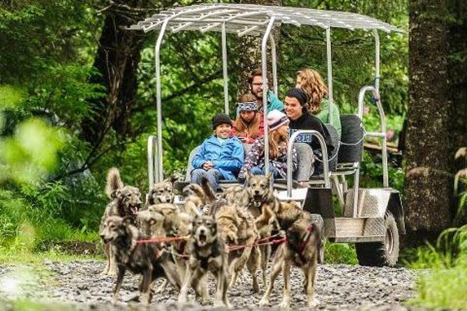 Turning Heads Kennel Dogsledding Experience & Tour - Key Points