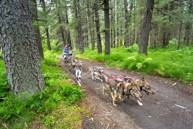 Turning Heads Kennel Dogsledding Experience & Tour - An In-Depth Look at the Experience