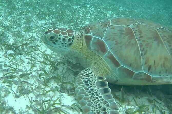 Turtle Adventure Express - Deep Dive Into Itinerary