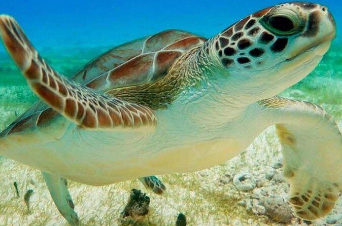 Turtle Adventure Express - The Experience in Context