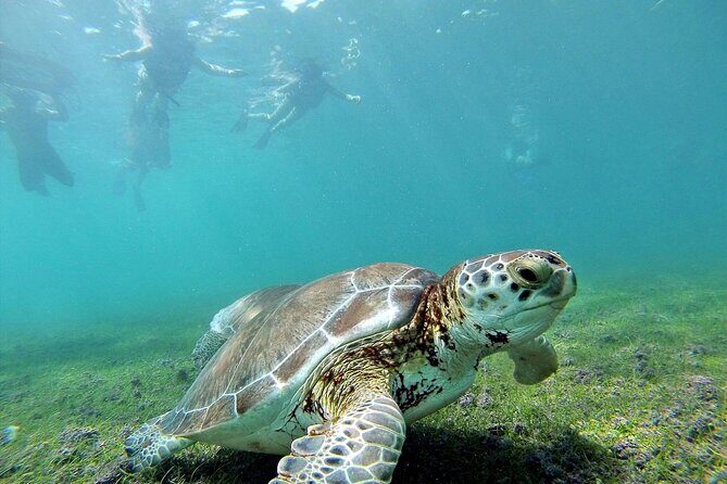 Turtle Akumal Adventure! + Tulum Ruins From Cancun & Playa Del Carmen - An In-Depth Look at the Tour Experience