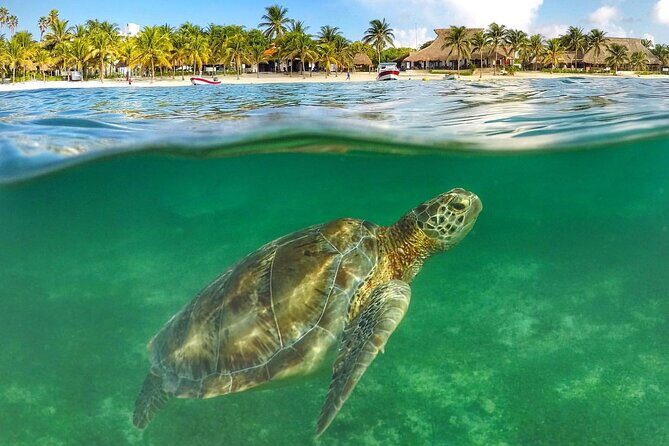 Turtle Akumal Adventure! + Tulum Ruins From Cancun & Playa Del Carmen - Final Thoughts