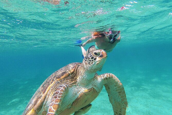Turtle and Reef Sanctuary Snorkeling - Frequently Asked Questions