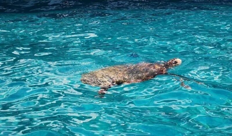 TURTLE BOAT TOUR - Key Points