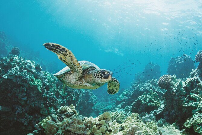 Turtle Canyon Snorkel Adventure in Waikiki, Oahu - The Experience: What to Expect on This Tour